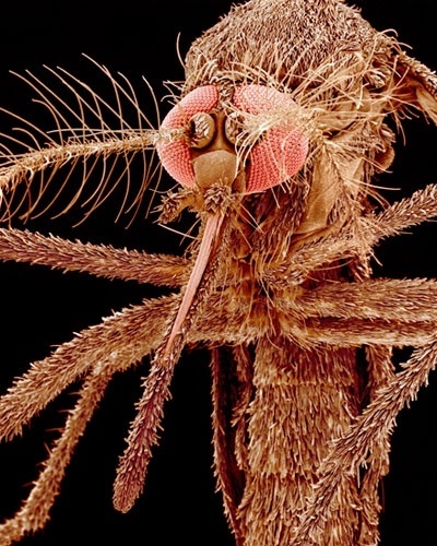 30.ago.2012 - Conhecido como mosquito tigre, o 'Aedes albopictus' é responsável por várias doenças, entre elas dengue, febre amarela e o vírus do oeste do Nilo. Originário das áreas tropicais e subtropicais da Asia, este inseto se espalhou por vários países do mundo