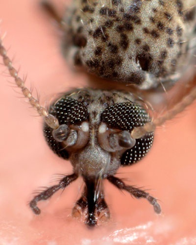 30.ago.2012 - Esta foto captou o momento exato em que um mosquito se alimenta de sangue humano