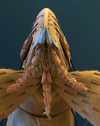 30.ago.2012 - Vista tão de perto, esta pulga parece ameaçadora, mas ela não ataca humanos, prefere o sangue do morcego-anão