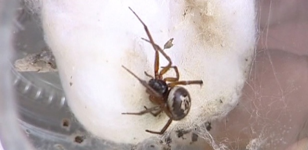A aranha Steatoda nobilis, comum na Inglaterra, é venenosa, mas não é mortal - BBC