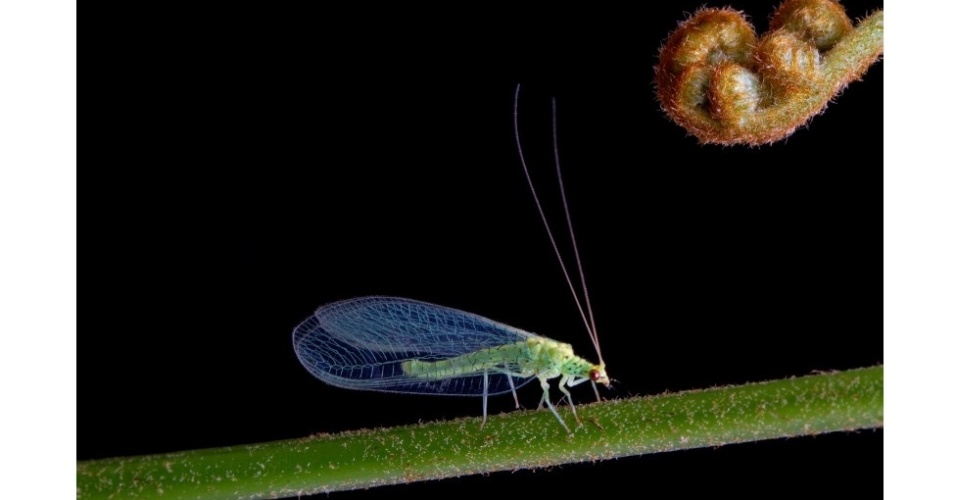 A docilidade desta imagem é bem condizente com a espécie retratada. Os delicados insetos crisopídeos medem de 6 a 65 milímetros. O autor da imagem usou um efeito de luzes para realçar a impressão de equilíbrio e simplicidade  - Paul David