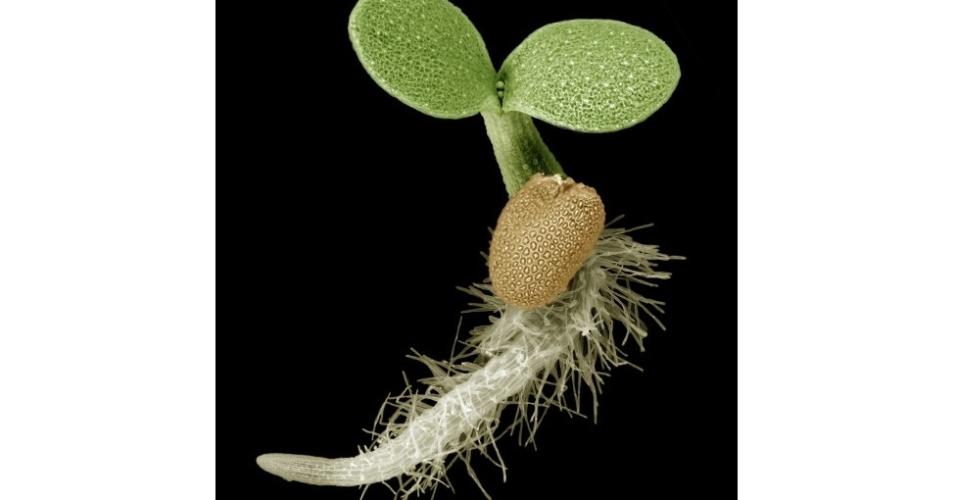 A imagem 'Mais Um Dia na Vida da Arbidopsis' mostra mostra uma pequena muda de apenas seis dias de idade de Arabidopsis thaliana vista por um microscópio eletrônico e captura a essência de germinação das sementes e o nascimento delicado de uma planta. A imagem foi artificialmente colorida com tons que reproduzem as cores naturais da muda de uma planta. A foto mostra a raiz brotando, folhas de sementes, bem como células estaminais embrionárias  - Nark Talbot
