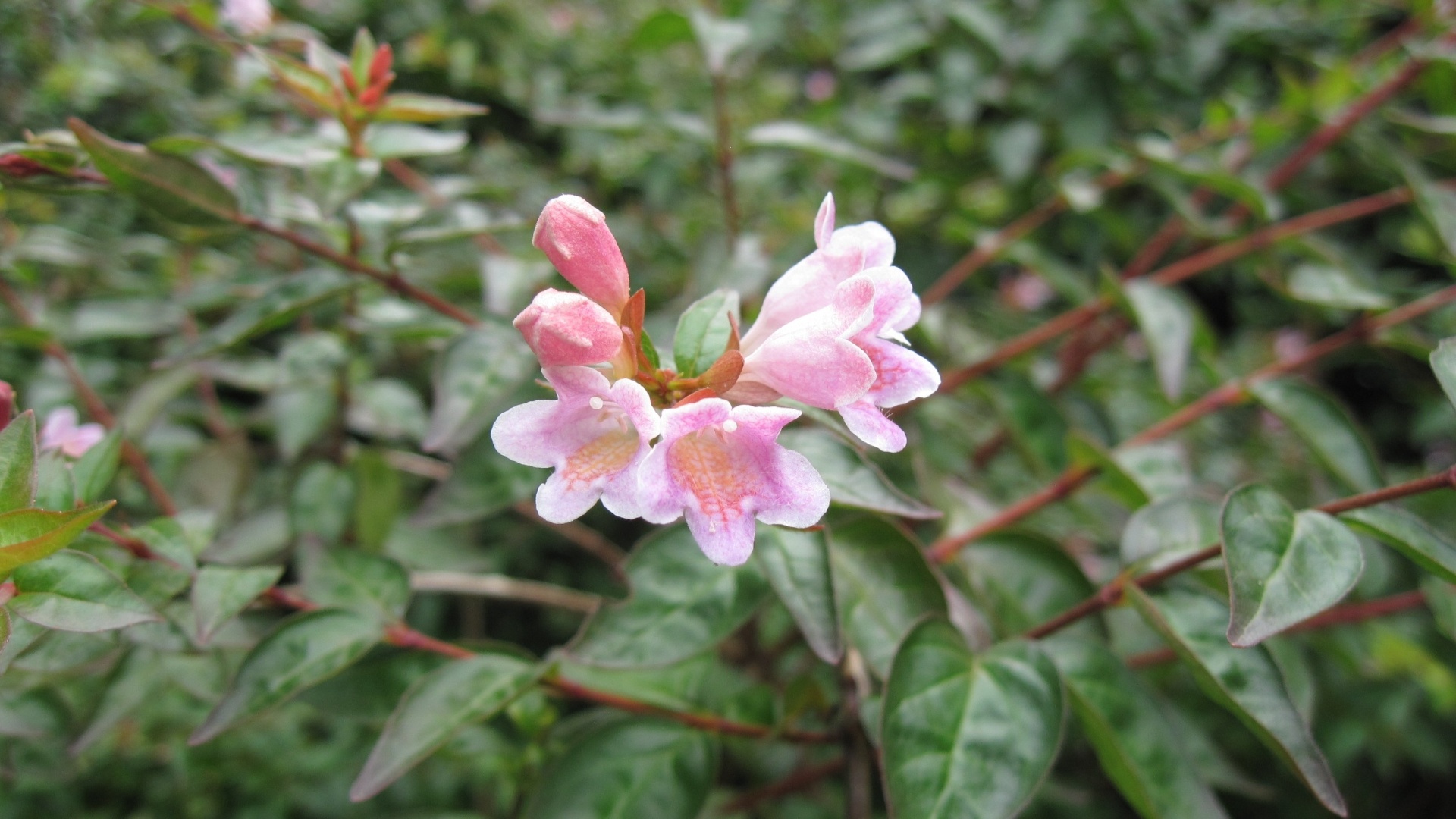 Abelia grandiflora (abélia): é um arbusto semi lenhoso que chega a atingir 2,5 m de altura. Com folhas brilhantes e flores brancas em cachos, possui suas sépalas (parte de trás das flores) na cor vinho. A variedade floresce abundantemente no verão e outono e suporta climas quentes e regiões de inverno rigoroso. Existe uma variedade de flores rosa (foto), menos utilizada, com menor quantidade de flores, mas igualmente bela - Heloiza Rodrigues – A Prima Plantarum/ Divulgação