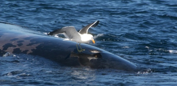 Ataques de gaivotas foram os prováveis responsáveis por morte de cerca de 60 baleias na região - Marcelo Bertellotti/BBC