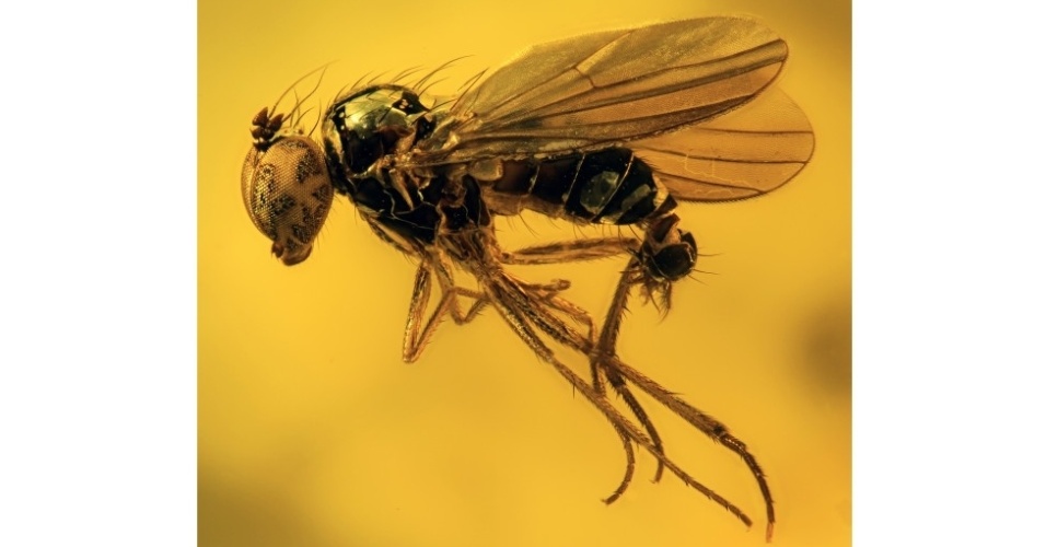 Esta mosca foi preservada em em âmbar báltico, que tem cerca de 40 milhões de anos. , o mundo o depósito de âmbar mais famoso. Âmbar é a resina fossilizada de árvores. O âmbar é capaz de preservar muitas espécies por anos a fio, quase como se tivessem sido capturadas há pouco tempo  - Scott Ginn