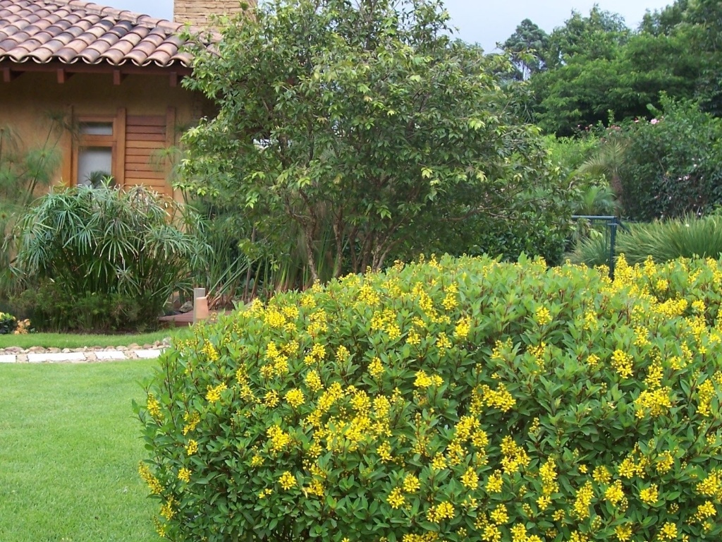 Galphimia brasiliensis (resedá-amarelo): planta indicada para fromação de jardins com baixa necessidade de manutenção e florido o ano todo. Suas flores são pequenas, amarelas e delicadas. Deve ser cultivada em sol pleno e solo fértil - Rodolfo Geiser/ Divulgação
