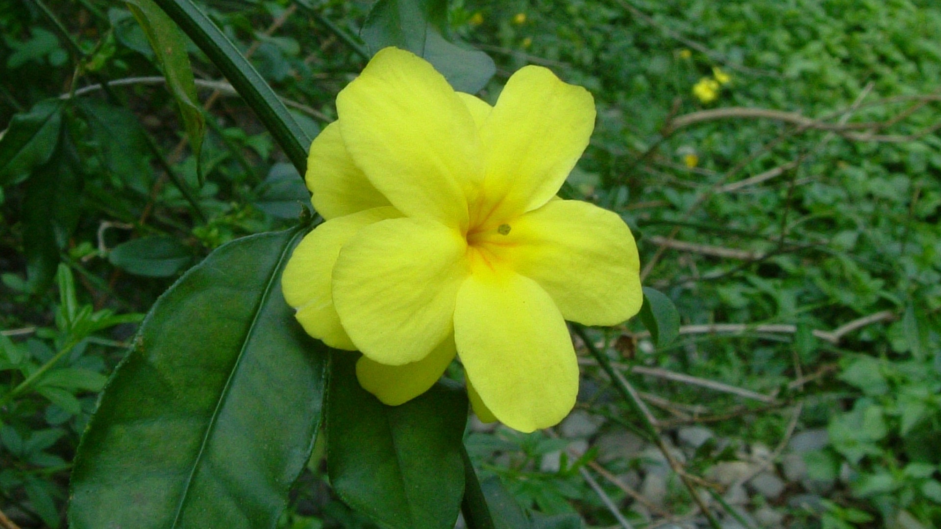 Jasminum mesnyi (jasmim amarelo): arbusto semi lenhoso que atinge 2,5 de altura, com folhas pendentes e flores amarelas que aparecem no outono e inverno. Deve ser cultivado a pleno sol - Heloiza Rodrigues – A Prima Plantarum/ Divulgação