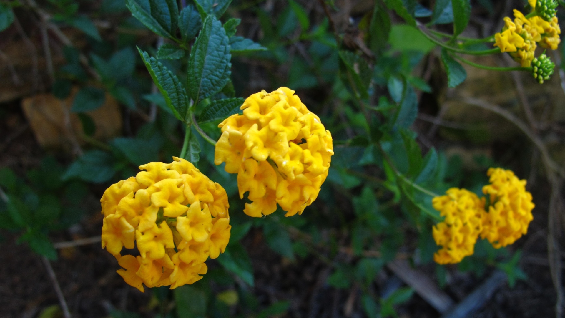 Lantana repens (lantana amarela): arbusto perene de pequeno porte, muito utilizado para bordaduras e maciços. A planta de floração amarela prefere solos orgânicos e tolera geadas - Rodolfo Geiser/ Divulgação