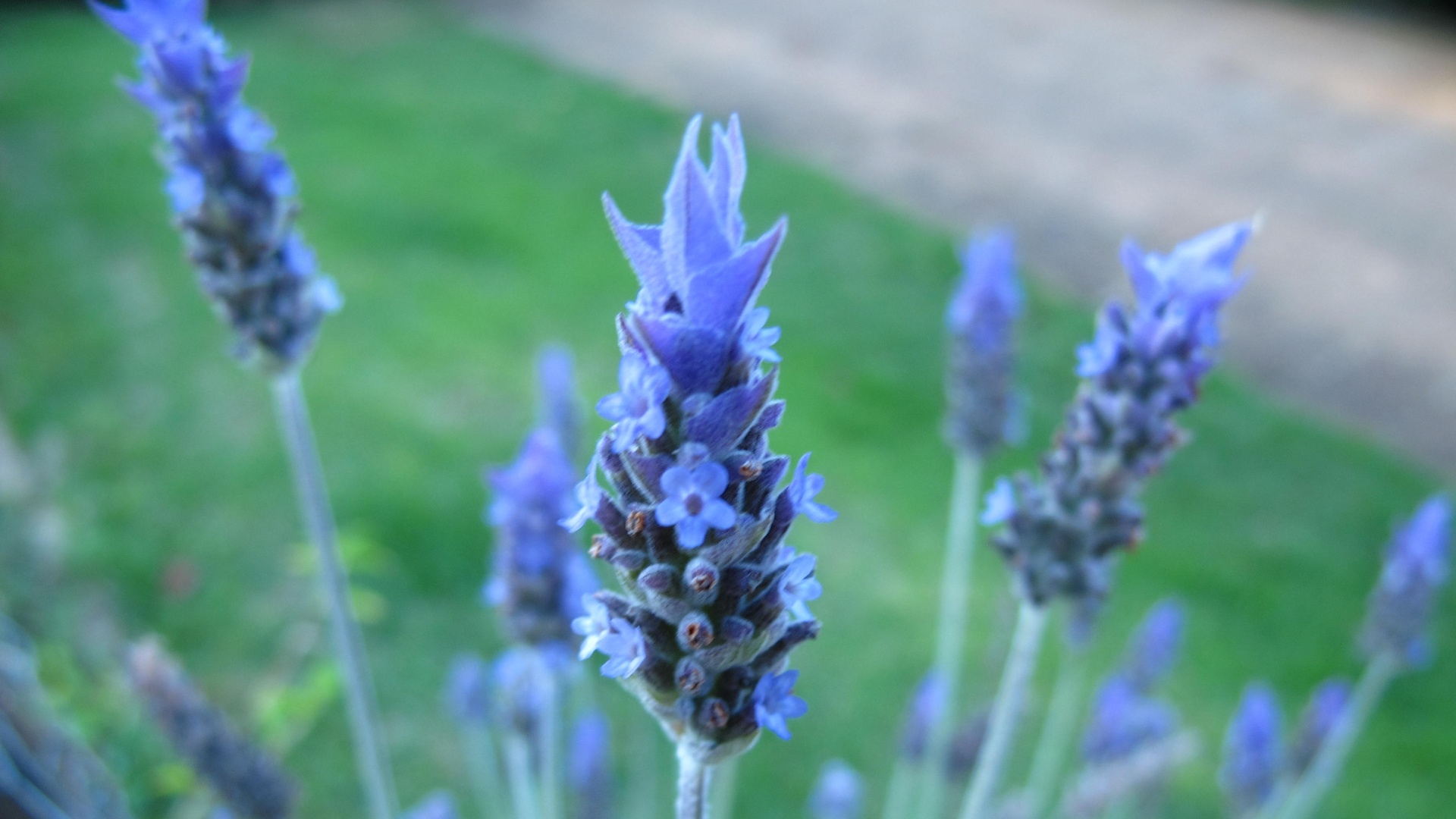 Lavandula dentata (lavanda): as lavandas são excelentes para compor maciços, bordaduras ou pequenas cercas-vivas, mas também formam arbustinhos isolados ou em grupos irregulares, perfeitos em jardins de estilo inglês. Boas para canteiros de ervas, desenvolvem-se muito bem em vasos e jardineiras. Possuem usos paisagísticos, medicinais, aromáticos, industriais e até culinários. - Rodolfo Geiser/ Divulgação