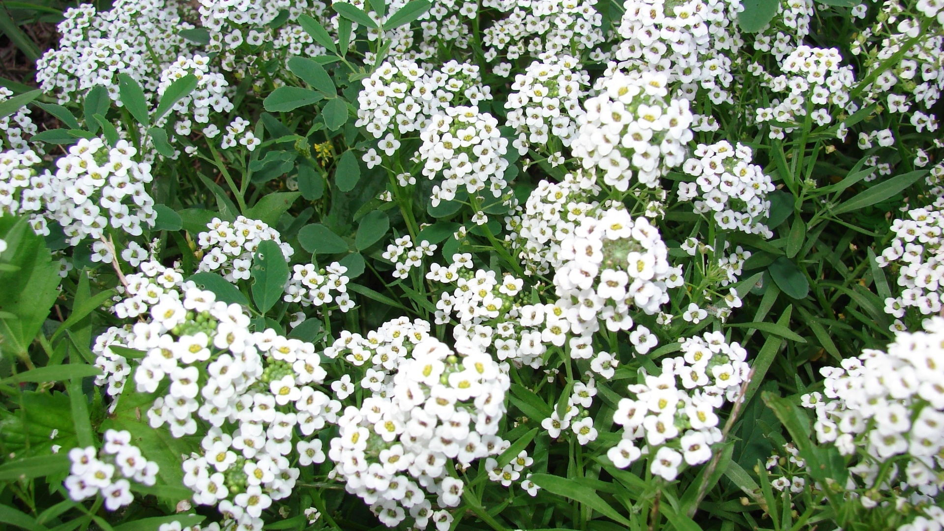 Lobularia marítima (alisso ou flor de mel): herbácea anual com 15 a 20 cm de altura, folhas finas e flores brancas pequenas e muito perfumadas. Floresce na primavera e começo do verão, não resistindo ao calor intenso, porém é tolerante a geadas. Há variedades muito interessantes na cor rosa e roxa - Heloiza Rodrigues – A Prima Plantarum/ Divulgação