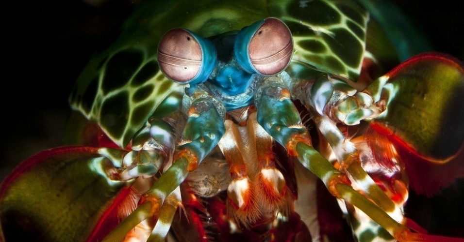 O camarão mantis (odontodactylus scyllarus), que pode ser encontrado possui o mais complexo sistema de visão do mundo marinho. na Grande Barreira de Corais da Austrália - Gary Cronitch