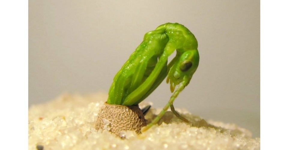 O inseto Dryococelus australis já foi descrito como o inseto mais raro do mundo. Esta imagem mostra o animal saindo de seu ovo, seis meses após a incubação. Este processo nunca antes havia sido fotografado. O autor da imagem, Rohan Cleave, esperou pacientemente por várias semanas para registrar a foto - Rohan Cleave