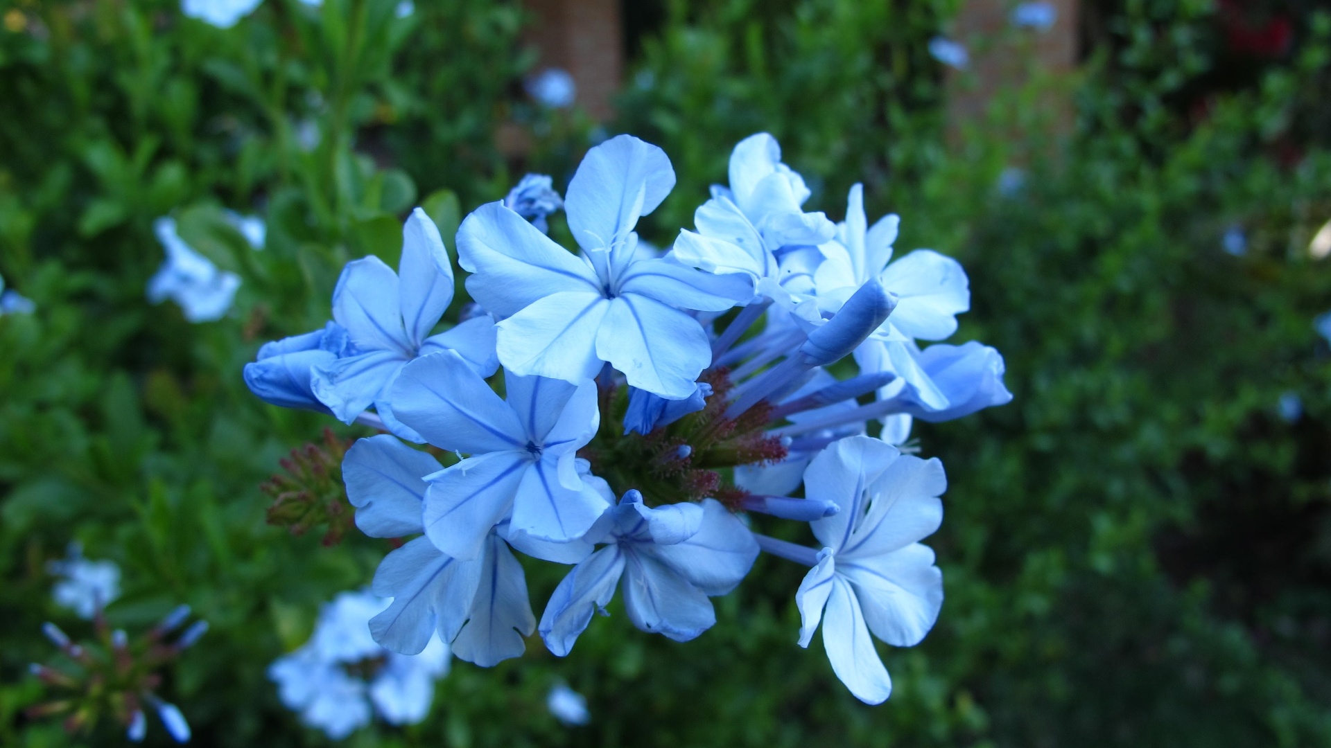 Plumbago auriculata (bela emília): planta muito versátil e rústica, largamente utilizada no paisagismo. Arbustiva e muito ramificada, é perfeita para cercas-vivas e pode ser usada como trepadeira. Suas flores são delicadas em forma de pequenos buquês - Rodolfo Geiser/ Divulgação