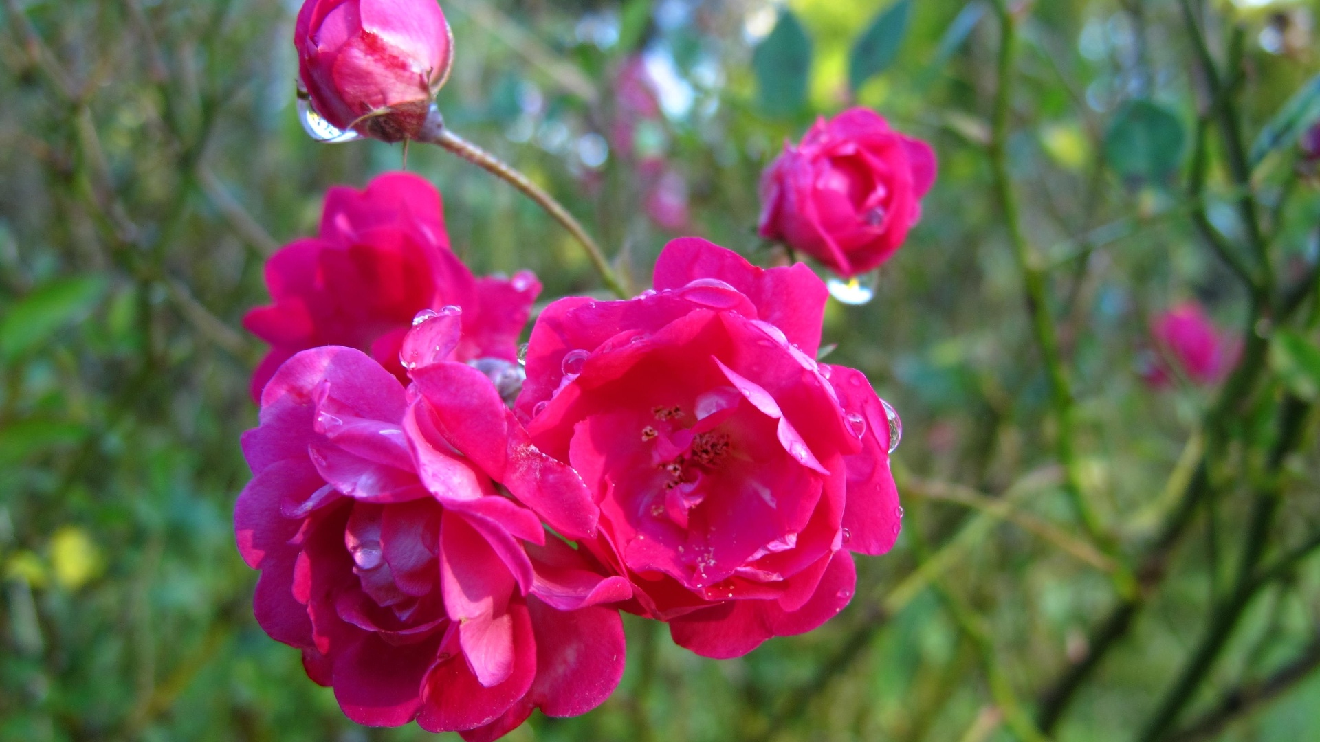 Rosa chinensis (mini rosas): alcançam de 30 a 60 cm de altura, tem florescimento continuo com botões isolados ou em cachos nas cores branca, vermelha, amarela, rosa, laranja e púrpura. Devido a sua grande durabilidade, são indicadas para o plantio em vasos, jardineiras e forrações de pequenos espaços - Rodolfo Geiser/ Divulgação