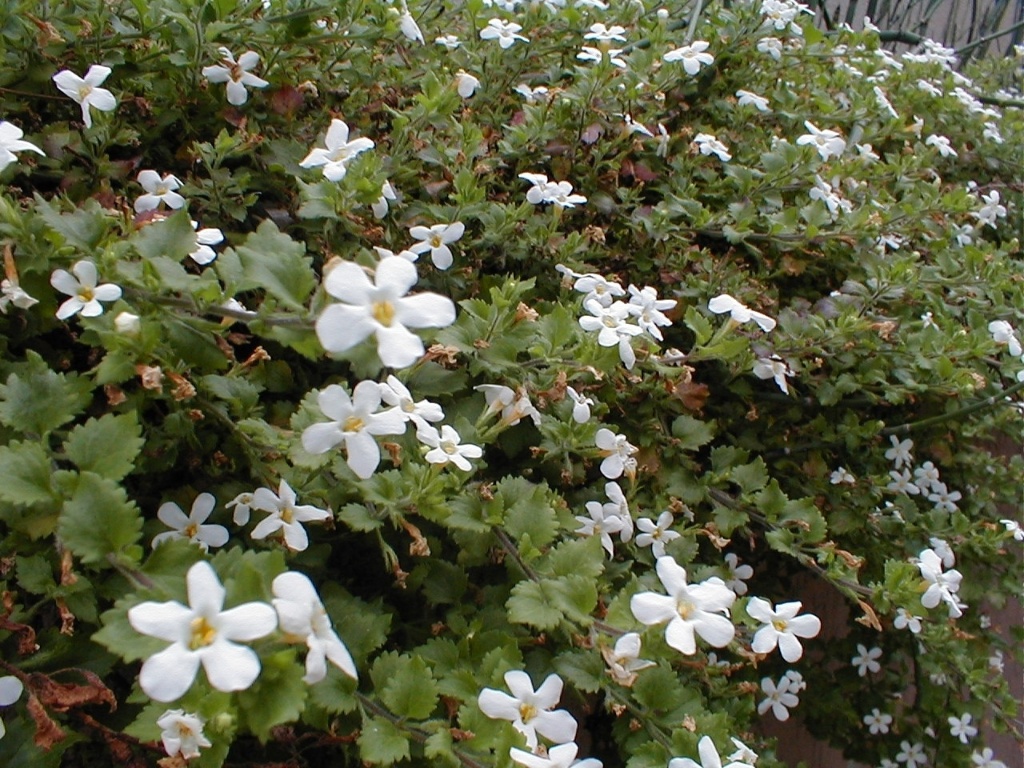Sutera cordata (bacopa): pouco conhecida e utilizada, a bacopa é indicada para vasos, floreiras e canteiros à meia sombra. A espécie aprecia o frio e solo bem drenado, indicado para evitar a infestação por fungos - Heloiza Rodrigues – A Prima Plantarum/ Divulgação