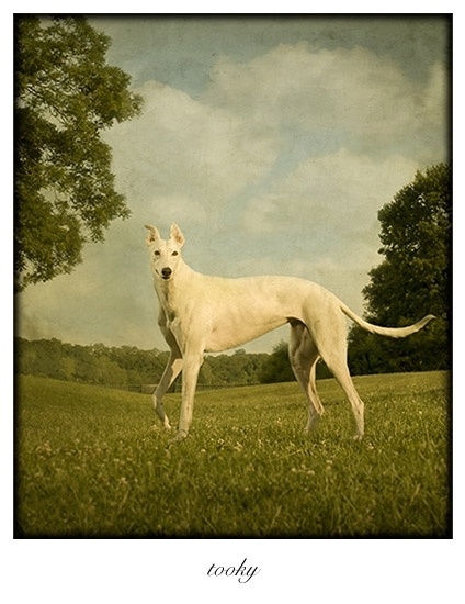 Andrew conta que gostava de tirar fotos desde a adolescência, mas sempre invejava os pintores, que conseguiam um impacto maior no resultado final. Com a técnica desenvolvida, o fotógrafo conseguiu mesclar os estilos. Na foto,Tooky - Andrew Pinkham