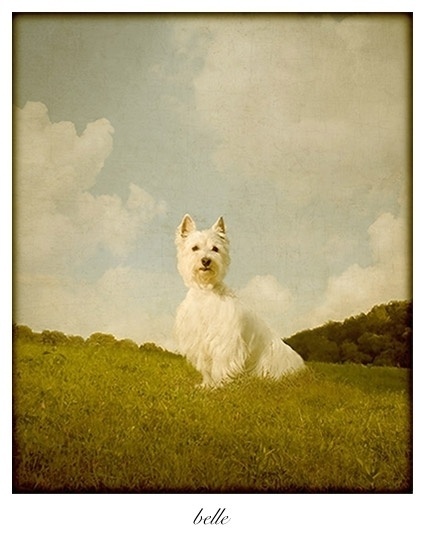 Andrew Pinkam deu tratamento vintage a fotografias de cachorros de diversas raças. A ideia do artista é desafiar o que acreditamos ser histórico e autêntico. Na foto, é possível ver a cadela Belle - Andrew Pinkham