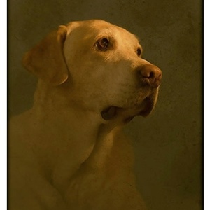 Andrew tira retratos de cachorros e outros animais há cinco anos. Ele sempre fotografa no local onde os cães passeiam, ou vivem, e junto com os donos. Desta forma, foi feita a imagem de Gus - Andrew Pinkham