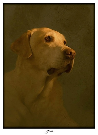 Andrew tira retratos de cachorros e outros animais há cinco anos. Ele sempre fotografa no local onde os cães passeiam, ou vivem, e junto com os donos. Desta forma, foi feita a imagem de Gus - Andrew Pinkham