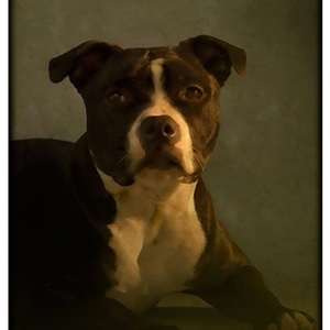 Com uma luz lateral, no retrato de Primrose, o fotógrafo precisou de paciência para esperar o momento exato e captar a expressão canina que queria - Andrew Pinkham