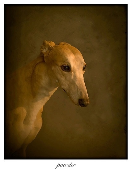 Em algumas fotos, todos objetos são retirados do ambiente para que o fotógrafo se concentre apenas no cachorro. Na foto de 'Powder' pode-se ver o resultado com uma luz diferenciada - Andrew Pinkham