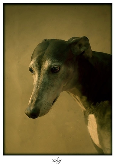 O fotógrafo atualmente mora na Filadélfia (EUA), mas cresceu em uma área rural. Uma grande influência no trabalho de Andrew é o Renascentismo e os retratos de paisagem. Podemos perceber isso, na fotografia de Suky - Andrew Pinkham