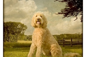 Os retratos são feitos em estilo característico do século 19. No entanto, o fotógrafo registra as imagens e as produz digitalmente. Depois, o resultado é impresso em tela. Na foto, Holly posa em meio a uma paisagem bucólica - Andrew Pinkham
