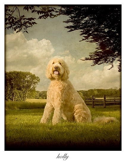 Os retratos são feitos em estilo característico do século 19. No entanto, o fotógrafo registra as imagens e as produz digitalmente. Depois, o resultado é impresso em tela. Na foto, Holly posa em meio a uma paisagem bucólica - Andrew Pinkham