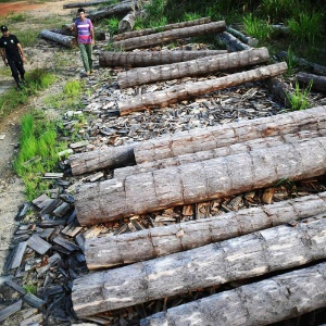 Agente do Incra (Instituto Nacional de Colonização e Reforma Agrária) apreende madeira extraída ilegalmente da Amazônia - Lunae Parracho/Files/Reuters/02.jun.2012