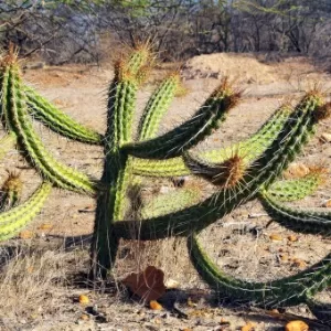 220 ideias de Cactos fofos  cactos, cactos desenho, cacto