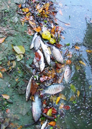 Cerca de 2,5 toneladas de peixes mortos foram retirados da lagoa da Tijuca na última semana - Divulgação/Mario Moscatelli