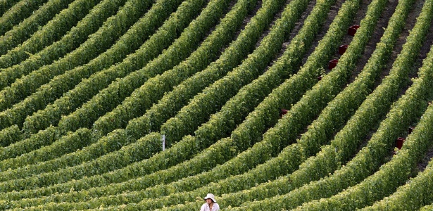 Agricultor colhe uvas em um campo em Champagne, na França - Francois Nascimbeni/AFP