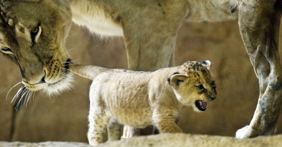 6.set.2012 - Leoa morde rabo de leão filhote, dentro da jaula do zoológico de Dresden, na Alemanha
