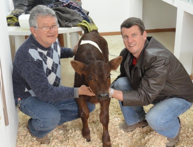 Vaca Brisa, clonada de uma fêmea estéril em SC, é fértil e poderá dar continuidade à espécie no Brasil - Divulgação / Udesc