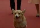 Morre cachorro real que apareceu na cerimônia de abertura dos Jogos Olímpicos - Reprodução