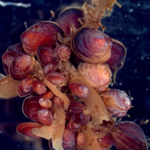 O molusco "Lissarca milaris" aumenta sua eficiência reprodutiva mudando de sexo - BBC