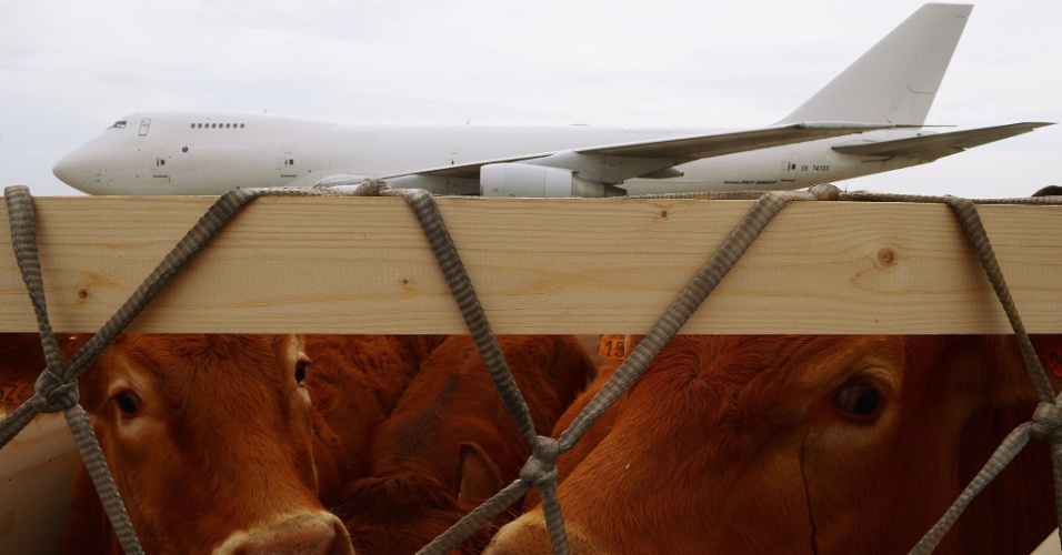 11.set.2012 - Vacas que serão levadas  para a Mongólia em uma aeronave com saída em Deols, na França 