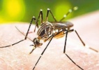 Epidemia de dengue ameaça 77 municípios, mostra levantamento - Divulgação/Folha Imagem