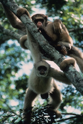 12.set.2012 - O macaco Muriqui-do norte (foto), encontrado desde o sul da Bahia a parte do Paraná, é considerado o maior primata do continente americano, mas está ameaçado pelo desmatamento e pela caça ilegal