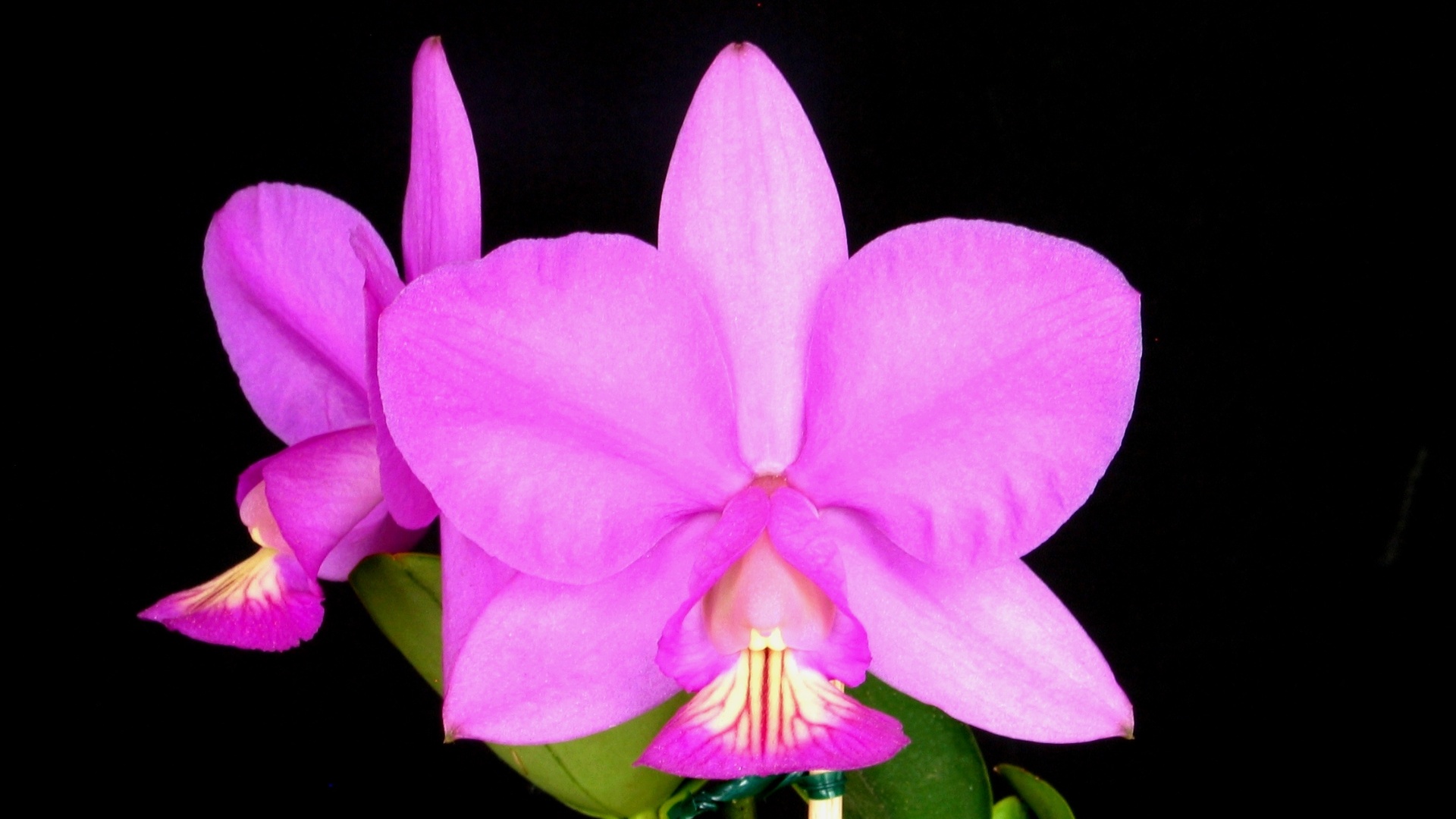 Cattleya nobilior "Hypnos" - AOSP/ Divulgação