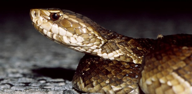 Uma espécie de parto virgem foi encontrado em vertebrados selvagens pela primeira vez - Tom Spinker/Flickr/BBC
