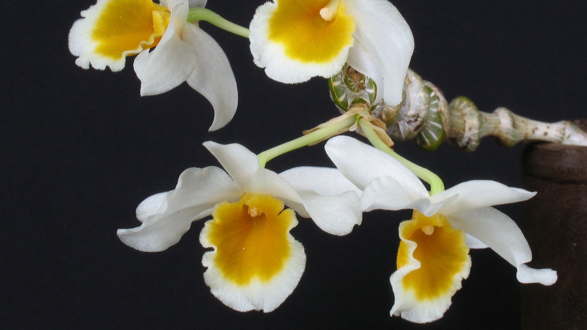 Dendrobium thyrsiflorum - AOSP/ Divulgação