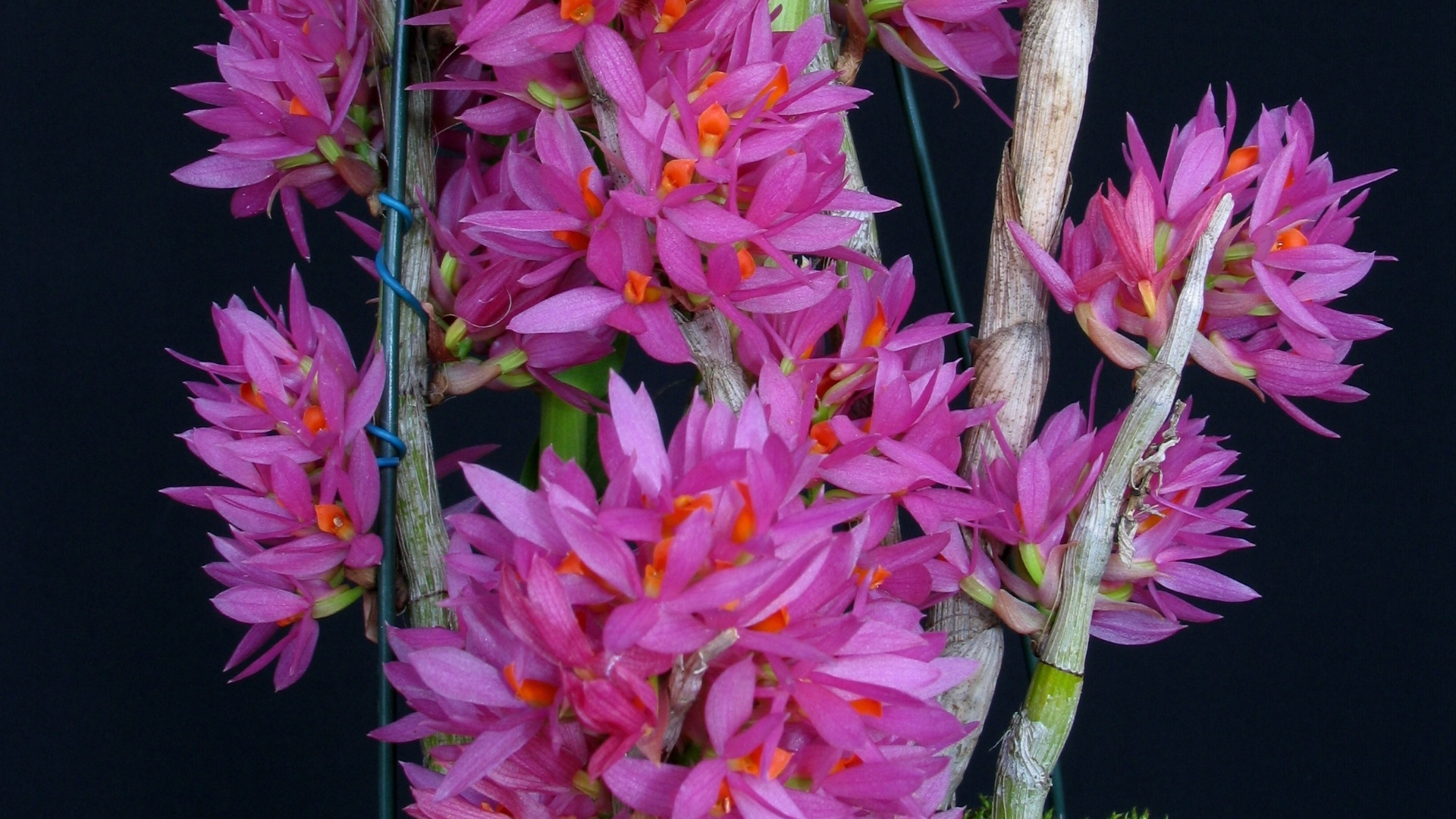 Dendrobium bracteosum (nativo) - AOSP/ Divulgação
