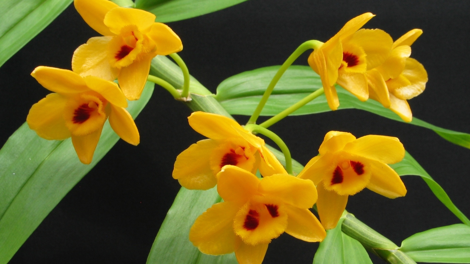 Dendrobium chrysanthum - AOSP/ Divulgação