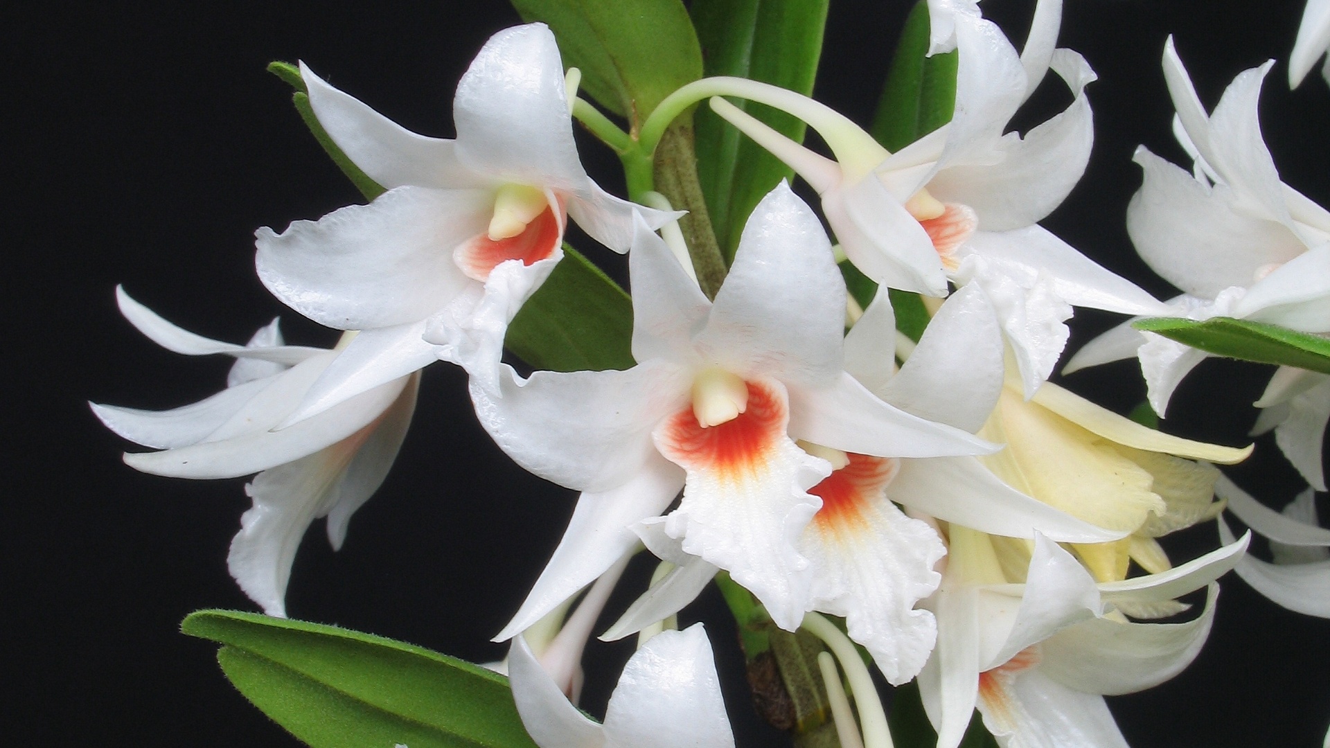 Dendrobium draconis - AOSP/ Divulgação
