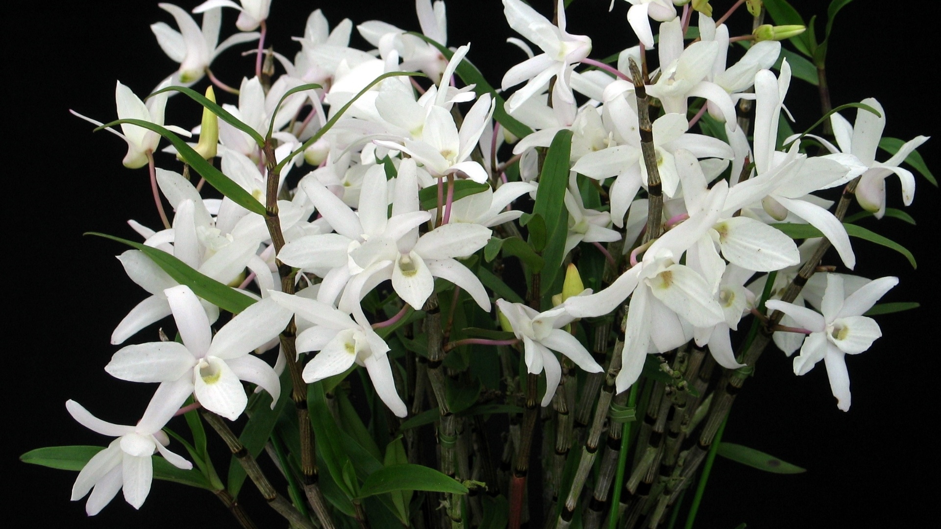 Dendrobium moniliforme (nativo) - AOSP/ Divulgação