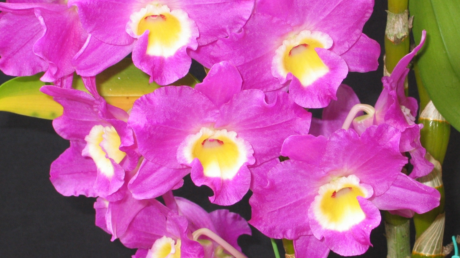 Dendrobium newstar (híbrido) - AOSP/ Divulgação