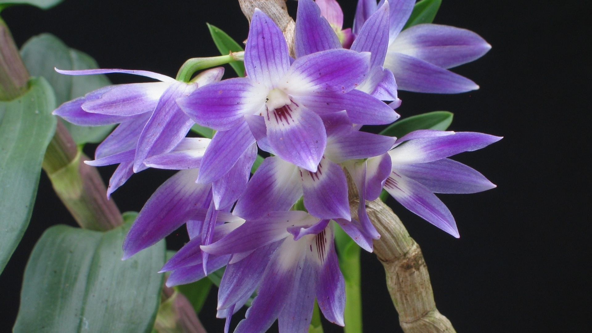 Dendrobium victoria reginae - AOSP/ Divulgação