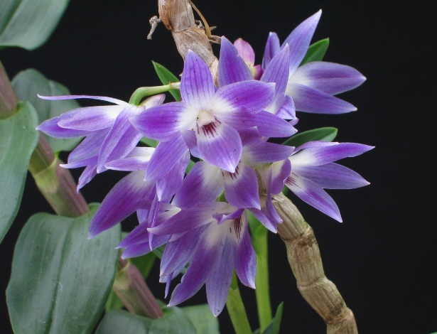 Dendrobium victoria reginae, uma das variedades de orquídeas expostas na Liberdade, em São Paulo - AOSP/ Divulgação