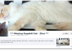 Campanha no Facebook ajuda dono a encontrar gato perdido - Reprodução/Mashable